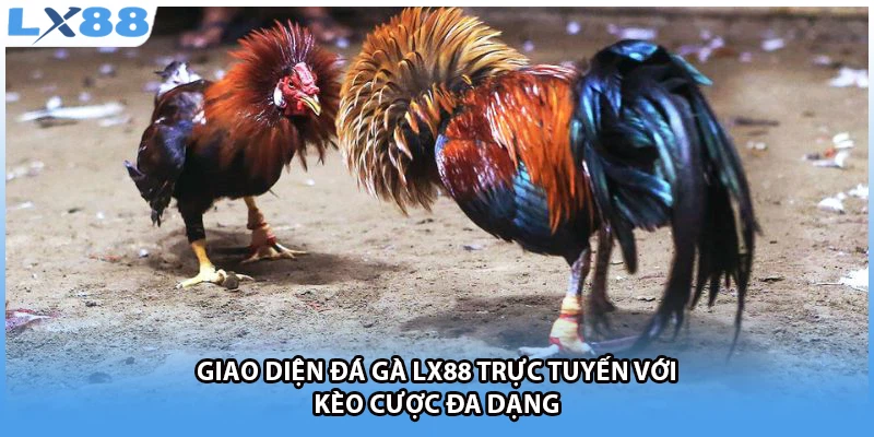 Giao diện đá gà LX88 trực tuyến với kèo cược đa dạng